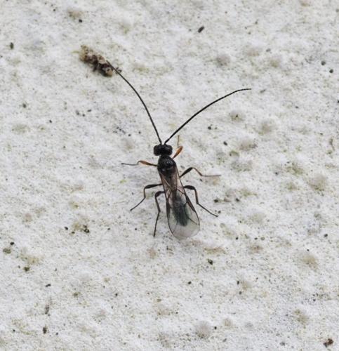 Réf. 229 608 : Alysiinae inconnu